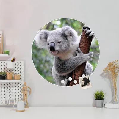 Produktbild von Design Stahlmagnettafel Weiß Rund 47cm Koala