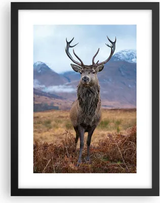 Produktbild von Gerahmtes Poster - Schwarzer Rahmen - Hirsch Hirsch Schottland - 30x40 cm - Wand Bild - Wanddeko - Wandbilder - Kunstposter - Wandposter - Bilderrahmen - Bilder - Kunstdruck - P2BPA30x40-5185