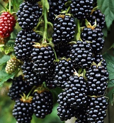 Produktbild von Dornenlose Brombeere 'THORNFREE' 40-50 cm, Cont. 1,6 l