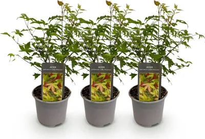 Produktbild von Acer palmatum Little Princess - 3 Pflanzen - 12cm - Höhe ca. 35cm