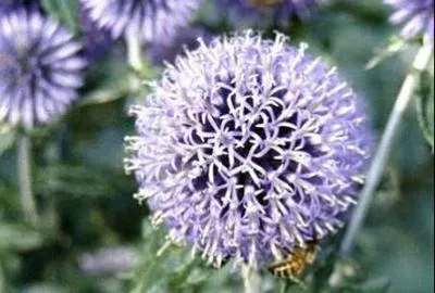 Image de 6 x Echinops ritro - chardon bleu - pot 9 x 9 cm