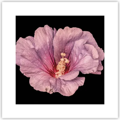 Produktbild von Poster - Poster ohne Rahmen - Hibiskus Blume Rosa - 30x30 cm - Wand Bild - Wanddeko - Wandbilder - Kunstposter - Wandposter - Bilder - Kunstdruck - Wanddekoration - Wandbild - P2XAC30x30-4481