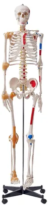 Obrázok produktu pre VEVOR Model ľudskej kostry na anatómiu, 182 cm v životnej veľkosti, presný anatomický model kostry z PVC s väzmi, pohyblivými rukami, nohami a čeľusťou, so svalovým východiskom a bodmi vloženia