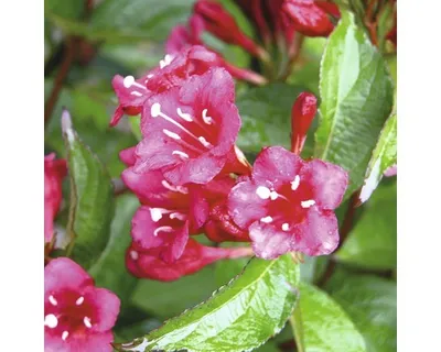 Produktbild von Weigelie FloraSelf Weigela 'Bristol Ruby' H 60 cm Co 4,5 L
