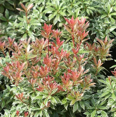 Obrázek produktu pro Pieris japonica 'Little Heath' ' 15 - 20 cm