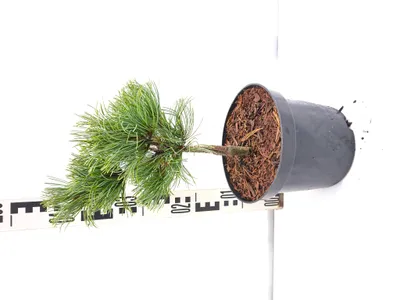 Produktbild von Pinus parviflora 'Bergman' 40–50 cm Japanische Weißkiefer Mädchenkiefer veredelt