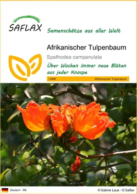 Produktbild von SAFLAX - Afrikanischer Tulpenbaum - Spathodea campanulata - 30 Samen