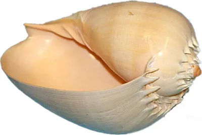 Produktbild von Echte Muschel Voluta Melocorona Meeresschnecke 15-17 cm