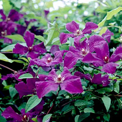 Obrázek produktu pro Hello Plants Clematis Viticella Polish Spirit Clematis popínavá rostlina - Ø 15 cm - výška: 65 cm