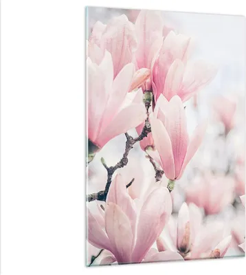 Produktbild von Bilder auf glas - Einteilig - Magnolie Blumen Rosa - 80x120cm - Glasbilder - Wandbilder - Bilder - zum Aufhängen bereit - Wanddekoration aus Glas - Glas Bilder - Wandbild auf Glas - GPA80x120-4396