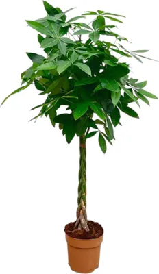 Immagine prodotto di Trendyplants - Pachira Aquatica - Albero dei soldi - Pianta da appartamento - Altezza 130-150 cm - Dimensioni del vaso Ø24 cm