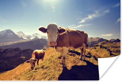 Produktbild von MuchoWow® Poster Kühe - Licht - Alpen 120x80 cm - Bilder