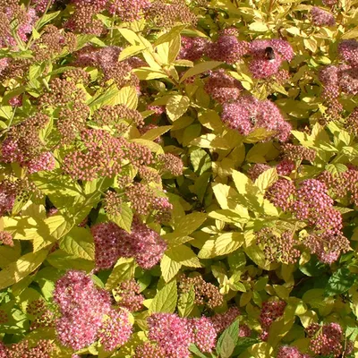 Obrázok produktu pre Letná spirea  - Spiraea japonica 'Goldflame'  | 40-50 cm v kontajneri