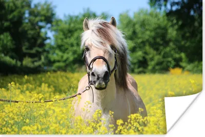Produktbild von MuchoWow® Poster Pferd - Blumen - Gelb 90x60 cm - Schlafzimmer
