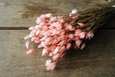 Produktbild von Kaap Flower in Natur, getrocknet, im Bund, Länge ca. 40-50cm, viele Farben wählbar, Farbe:Hellrosa