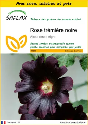 Image de SAFLAX Ensemble de culture - Rose trémière noire - 100 graines - Alcea