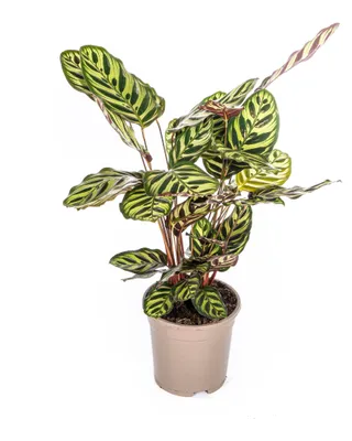 Zdjęcie produktu dla Calathea Makoyana - 40-50cm - Ø17cm - Roślina doniczkowa - Zimozielony
