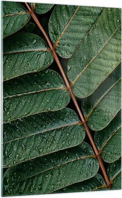 Produktbild von Bilder auf glas - Einteilig - Tropfen Wasser Blätter - 70x100cm - Glasbilder - Wandbilder - Bilder - zum Aufhängen bereit - Wanddekoration aus Glas - Glas Bilder - Wandbild auf Glas - GPA70x100-4328