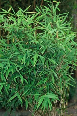 Obrázek produktu pro Fargesia Rufa – bambus, který se nerozrůstá – Ø 7 cm – ↕ 15 cm – 6 rostlin – mrazuvzdorný a nenáročný na péči – vhodný do živých plotů, do zahrady a na terasu