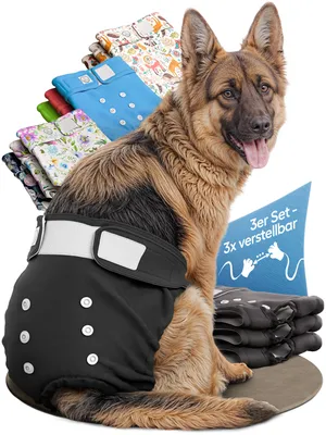 A German Shepherd dog wearing a black dog diaper, with a stack of colorful dog diapers in the background.