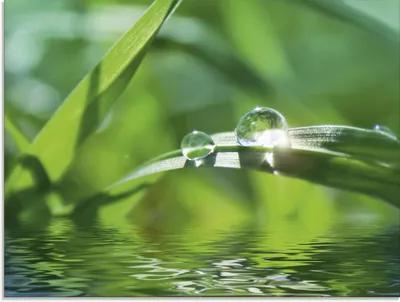 Produktbild von ARTland Glasbild Grüner Hintergrund mit Gras Größe: 60x45 cm
