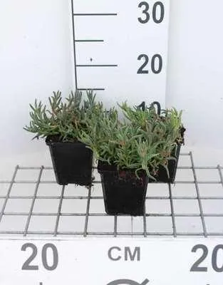 Produktbild von 6 x  Delosperma cooperi - Winterharte - Topf 9 x 9 cm