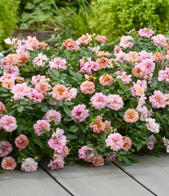 Produktbild von BALDUR Garten 1x Rose 'Amirose®', Pflanze im 14 cm-Topf, viele Blüten für über 175 Tage, wechselnde Blütenfarbe, Blickfang im Beet und Kübel, pflegeleicht, winterhart bis -18 °C