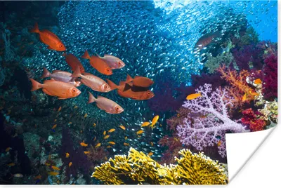 Produktbild von MuchoWow® Poster Orangene Fische in einem Korallenriff 180x120 cm - Fotoplakat