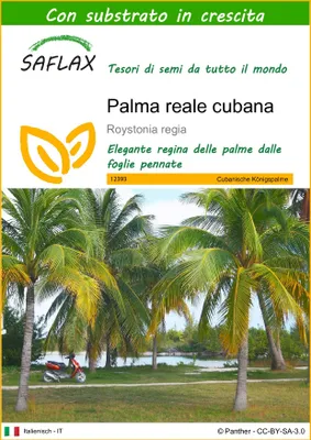 Immagine prodotto di SAFLAX  - Palma reale cubana - 8 semi - Con substrato - Roystonia