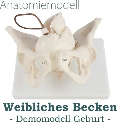 Produktbild von Anatómia Model Model Ženský skelet Demonštrácia pôrodu Panva Panvový model Anatomický model ženskej panvy Panvové výučbové modely Ženský panvový model MedMod