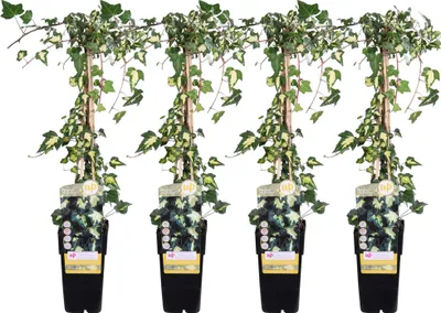 Zdjęcie produktu dla 4X - Hedera Colchica 'Dentata Variegata' - ↨65Cm - Ø15