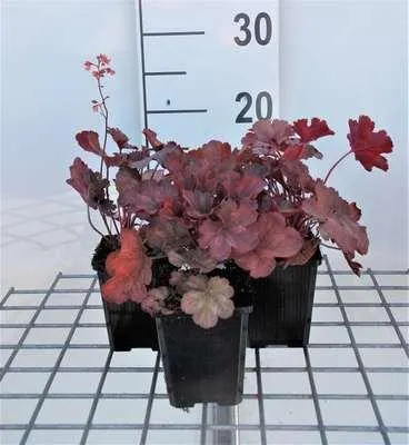 Produktbild von 6 x  Heuchera hybr. 'Cherry Cola'® - Purpurglöckchen - Topf 9 x 9 cm