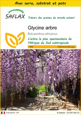 Image de SAFLAX Ensemble de culture - Glycine arbre - 15 graines - Bolusanthus