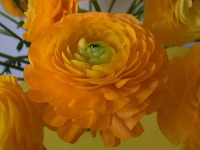 Produktbild von 3 D Ansichtskarte Ranunkel, Postkarte Wackelkarte Hologrammkarte Blumen