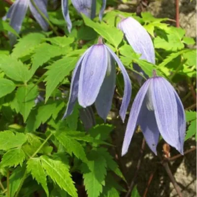 Obrázek produktu pro Plamének alpský Clematis Alpina Jiska