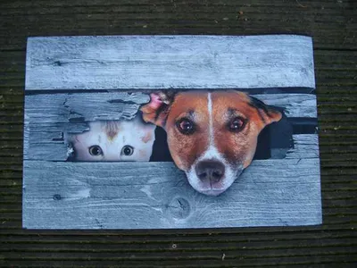 Produktbild von Fußabstreifer, Hund Katze Fußmatte, Abtreter, Türmatte, 70 x 45 cm