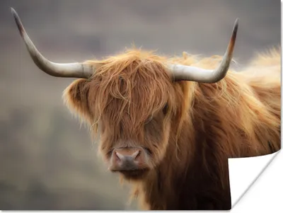 Produktbild von MuchoWow® Poster Schottischer Highlander - Licht - Porträt 160x120 cm - Foto Plakat