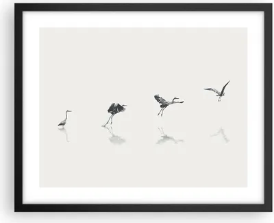 Produktbild von Gerahmtes Poster - Schwarzer Rahmen - Flug Vogel Reiher - 50x40 cm - Wand Bild - Wanddeko - Wandbilder - Kunstposter - Wandposter - Bilderrahmen - Bilder - Kunstdruck - P2BAA50x40-5096
