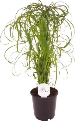 Produktbild von Zyperngras Cyperus Wasserpalme 60 cm – Pflegeleichte Zimmerpflanze für Feuchtgebiete, Luftreiniger & robustes Gras für Innen & Außen