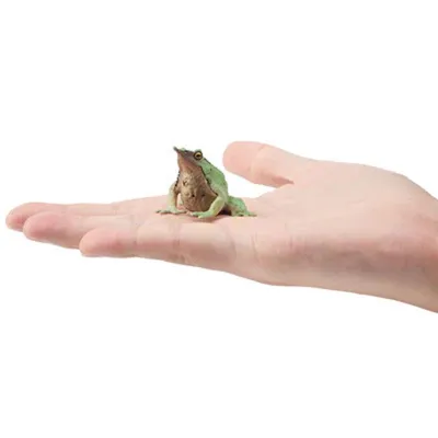 Produktbild von Toymany ML00392 Darwin-Nasenfrosch grün 4,6 cm Reptilienreich