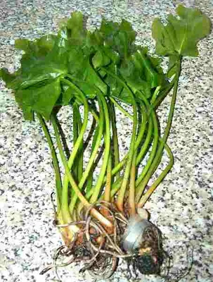 Produktbild von 1 grüne japanische Teichrose, Nuphar Japonica