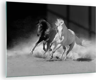 Produktbild von Bilder auf glas - Einteilig - Andalusier Pferde Galopp - 70x50cm - Glasbilder - Wandbilder - Bilder - zum Aufhängen bereit - Wanddekoration aus Glas - Glas Bilder - Wandbild auf Glas - GAA70x50-4240