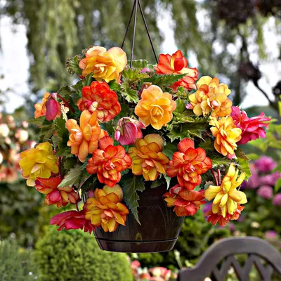 Image de Bégonia retombant double parfumé Golden Balcony 1 pièce bégonias plants