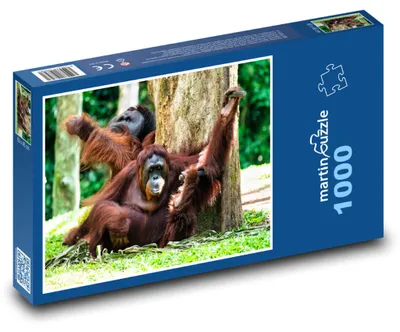 Produktbild von Puzzle 1000 Orang-Utans im Dschungel - martinpuzzle