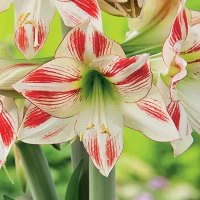 Zdjęcie produktu dla Hippeastrum Zwartnica Amarylis Ambiance 1 szt Cebule Cebula Amarylisy