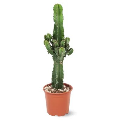 Image de Euphorbe eritrea - cowboy cactus - ↕ 90-100 cm - ⌀ 19 cm - cactus et plantes grasses