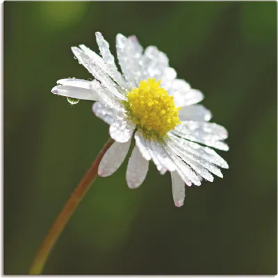 Produktbild von ARTland Leinwandbild Gänseblümchen Größe: 30x30 cm