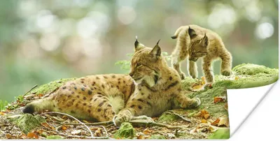 Produktbild von MuchoWow® Poster Luchsmutter und ihre Jungen im Nationalpark Bayerischer Wald 160x80 cm - Foto Poster