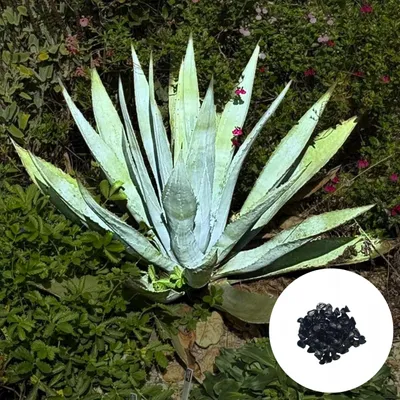 Obrázek produktu pro Exotická semena - balení 5 ks - Mrazuvzdorná - Agave Chrysantha - Agáve zlatokvětá