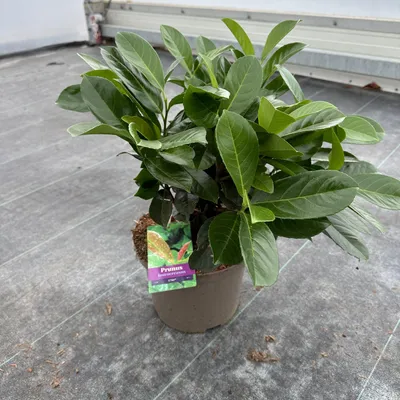 Obrázok produktu pre Prunus laur. Etna® ('Anbri' PBR) – vavrínový čerešňovník | 50–60 cm v črepníku
